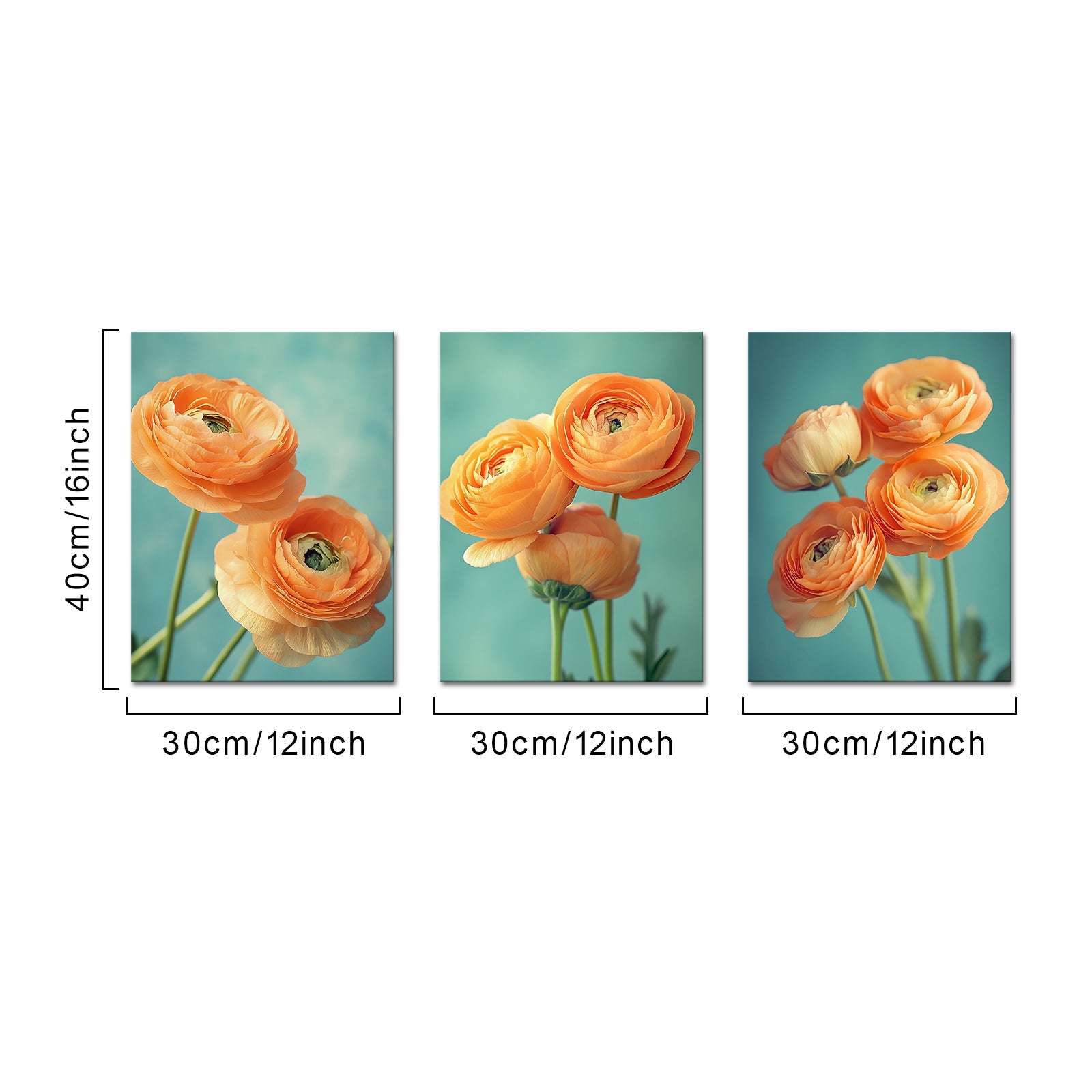 Orange Ranunculus Asiaticus canvas prints for wall decor